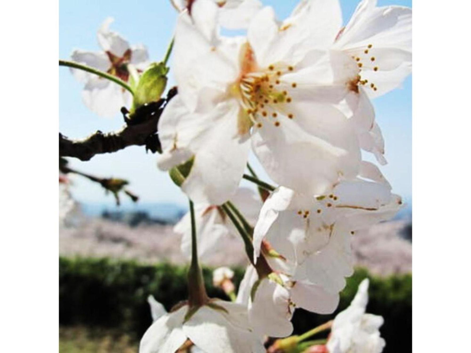 Tottori City Hotel / Vacation Stay 81355 Zewnętrze zdjęcie